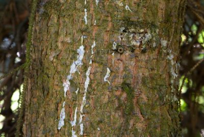 Picea pungens 'Argentea' - smrk pichlavý - kůra